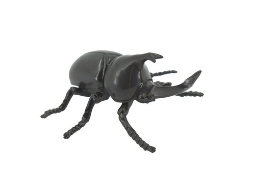 Rhinoceros horned stag - stag, beetle