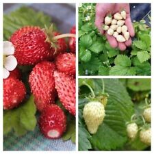 Strawberry package - 3 variety - 30+ seeds - Graines - Samen - V 127