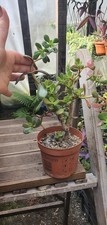 Crassula ovata money tree