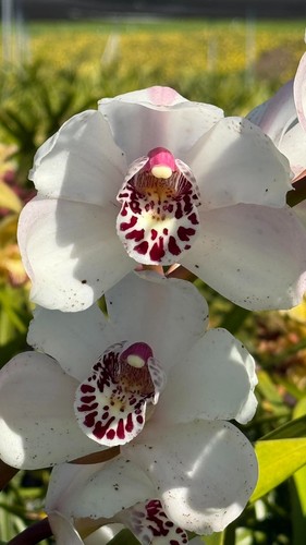 Cymbidium platinum blond - blond, x