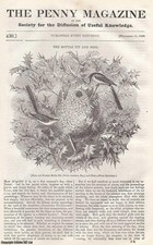 THE BOTTLE TIT (MALE & FEMALE BIRD) AND NEST; OXALIC ACID AND SALTS OF LEMONS; E