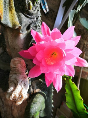 Stunning pink epiphyllum - pink.,
