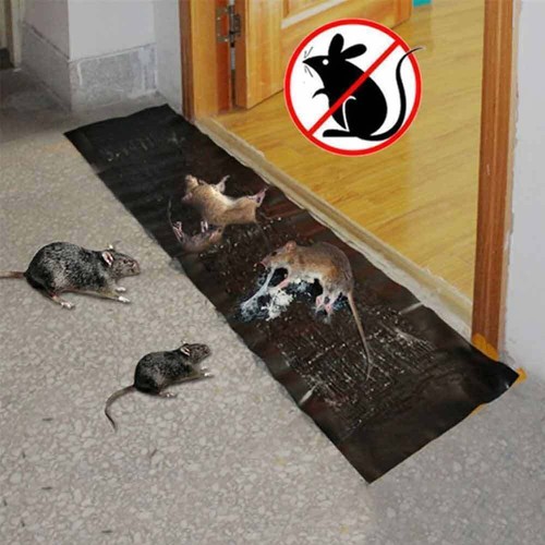 Large size mice mouse rodent - size,