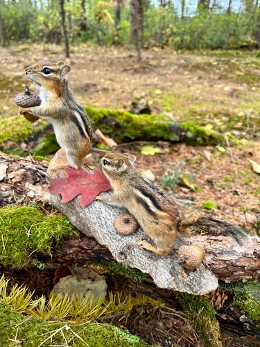 Chipmunk taxidermy eastern - chipmunk, taxidermy,