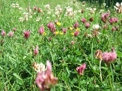 Cottage meadow garden - meadow, red
