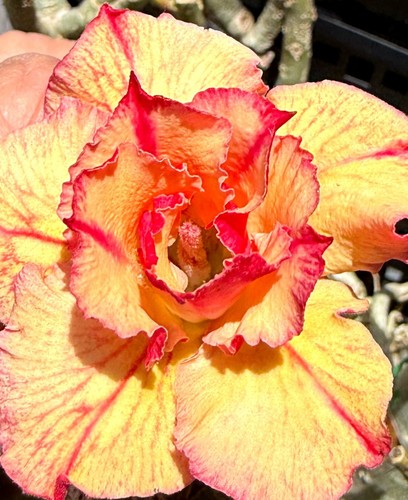 Desert rose adenium - desert,