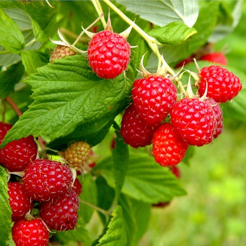 Raspberry idaeus autumn bliss - raspberry,