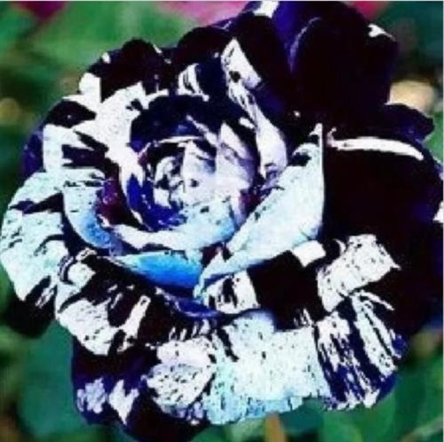 Pcs desert rose flower - pcs,