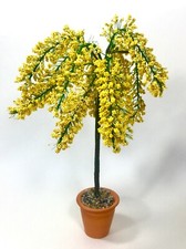 YELLOW Blossom TREE Laburnum