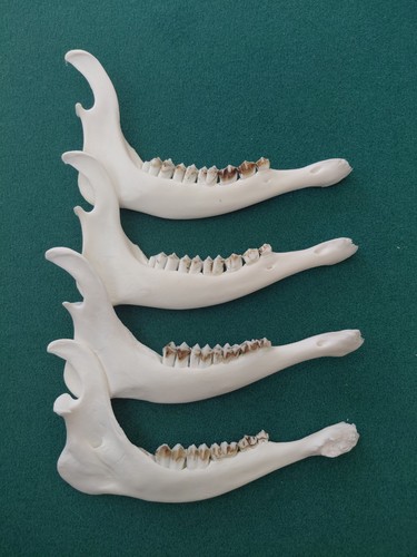Sika deer jaw bones - jaw, x