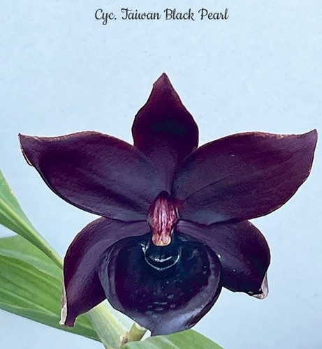 Cycnodes taiwan black - cycnodes,