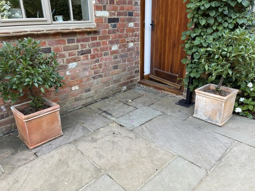 Standard bay trees cm - standard,