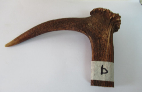 Red deer stag antler coronet - red,