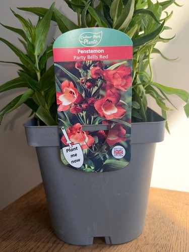 Penstemon party bells - red, |