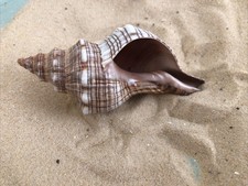 Fox head snail Sea Shell 12cm 'Trapezium Fasciolara' natural aquariums crafts