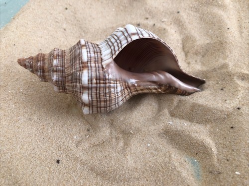 Fox head snail - shell, 12cm