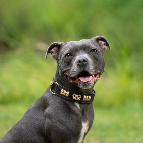 Leather staffy dog collar - dog,