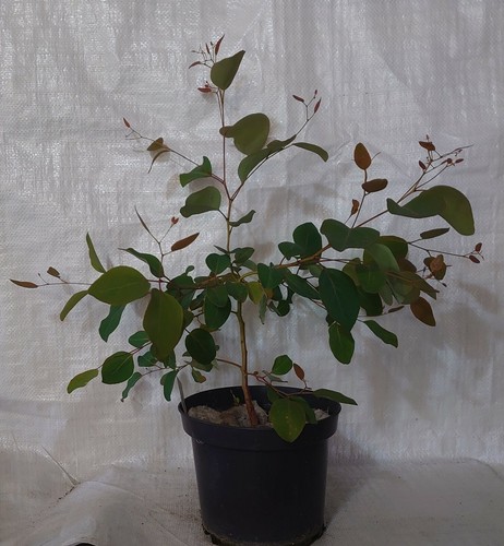 Hardy eucalyptus dwarf sugar - ,
