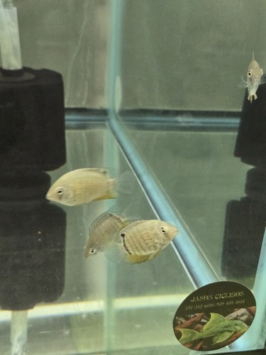Pack green severum - 2-pack,