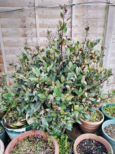 Bay tree architectural plant - bay,