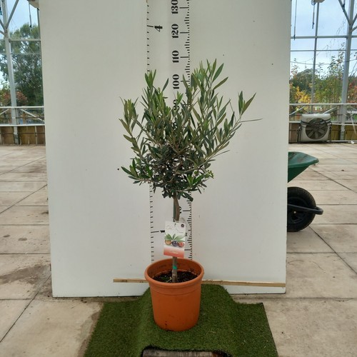 Olive tree quarter standard - olive, quarter-standard