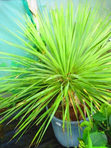 Hardy beaked yucca - yucca,