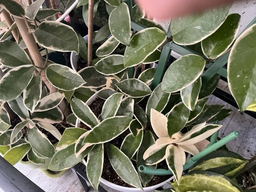 Hoya carnosa krimson - hoya, 'krimson