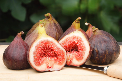 Common edible fig tree - common,