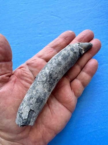 Whale fossil tooth - ⭐️,