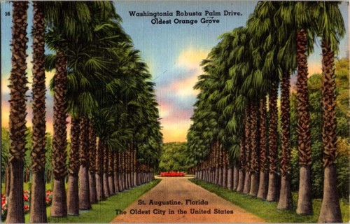 Augustine fl postcard - st.,
