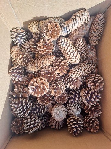 100 5kg seasoned fir - seasoned, pine