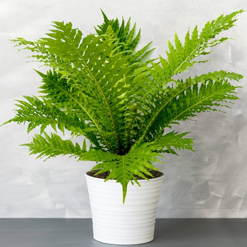 Blechnum silver lady dwarf - lady, |