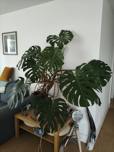 Extra large monstera - large,
