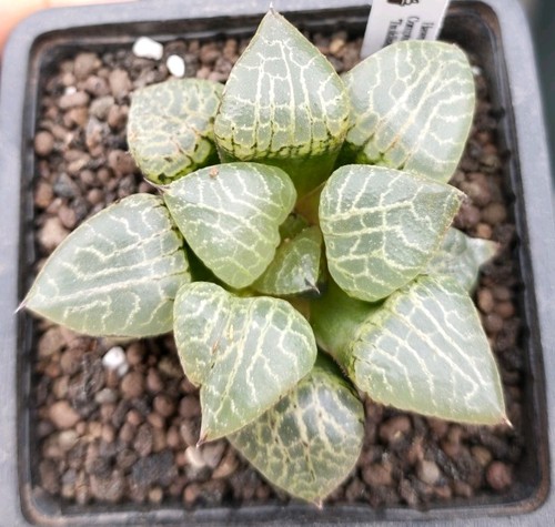 Haworthia comptoniana - haworthia,