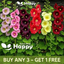 Hollyhock Single Mix - 150