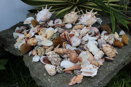 Huge lot seashells lbs - huge,