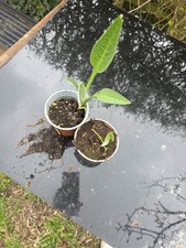 2 Comfrey plants potted