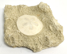 Fossilised Sand Dollar On