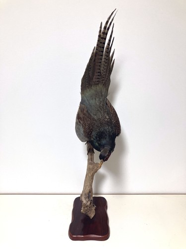 Stuffed animals japanese - animals,