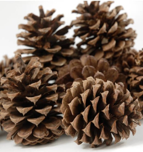 Natural fir pine - natural,