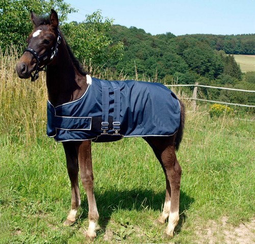 Waldhausen foal turnout - waldhausen, |