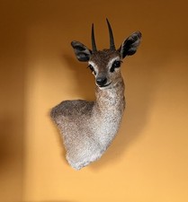 Taxidermy Muntjac Deer Head / Body Total Length 60cm