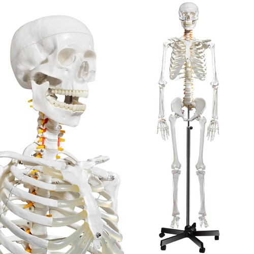 Breesky 8in human skeleton - 70.8in,