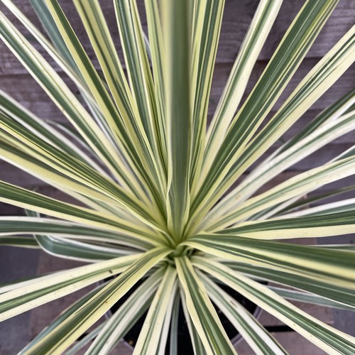 Cordyline lime passion 5l - passion, |