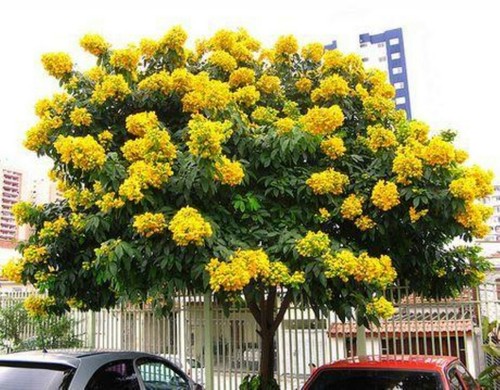 Milk crape myrtle cuttings - milk,