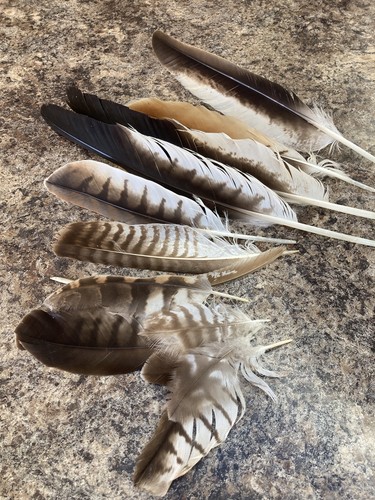 Red kite feathers - red,