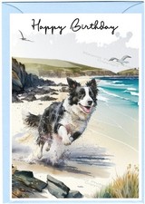 Border Collie Dog Sheepdog