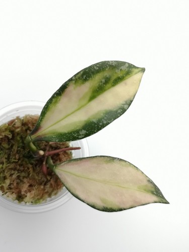 Hoya nabawanensis variegated - hoya,