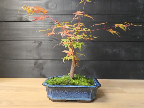 Japanese maple bonsai - (acer),