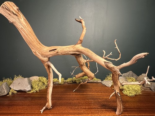 Large manzanita - large,